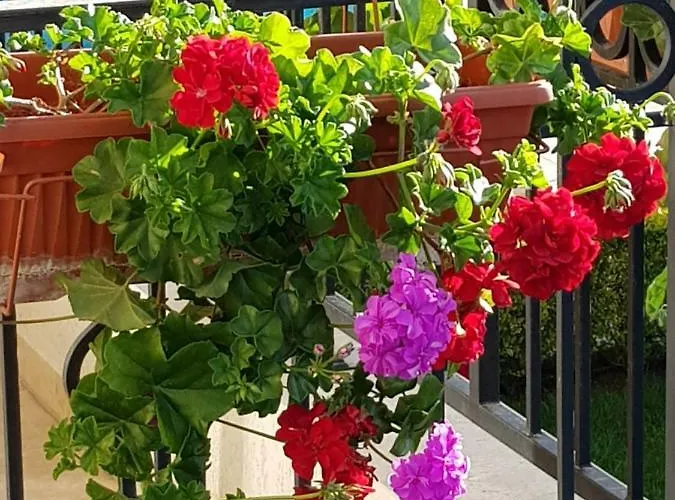 Boulevard Sea 4* Sunny Beach